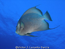 gray angel fish in the black wall dive site at parguera wall by Victor J. Lasanta Garcia 